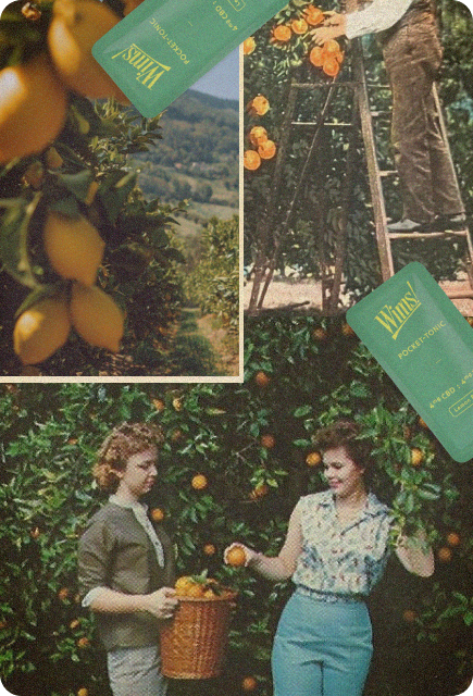 Vintage-style collage of a lush citrus orchard with ripe oranges, people harvesting fruit, and Lemon Basil Wims Pocket-Tonic™ packets, representing fresh citrus flavors and outdoor inspiration.
