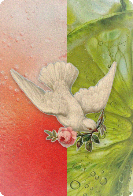 White dove holding a flower over grapefruit and lime sparkling drink textures, representing the bright and refreshing feel of a Grapefruit Lime Spritz with Wims.