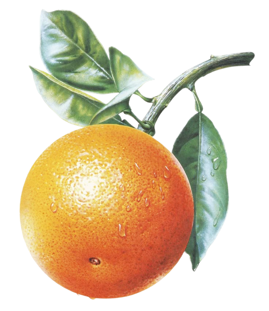 Fresh, ripe orange with green leaves attached, showing water droplets on its skin, symbolizing the bright citrus flavor in the Citrus Basil Margarita mocktail.